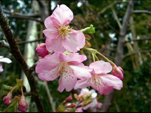 f0031546_1471642.jpg