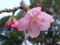 陽光桜開花　3月7日_d0008649_1743501.jpg