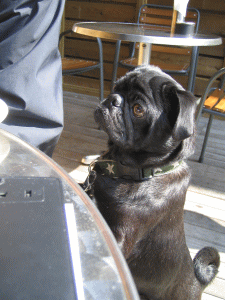 b0035453_18551016.gif