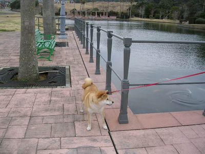 2006年3月7日友達ワンコいっぱいのお散歩_f0060461_20571156.jpg