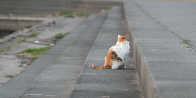 一匹の猫ちゃん_e0080464_18462194.jpg