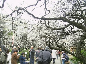 湯島天神　梅まつり_b0056570_214402.jpg