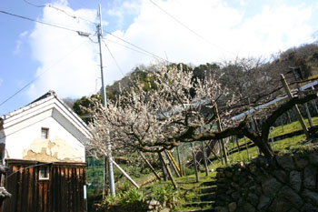 <第九番 天冠山 観音寺>_a0045381_656896.jpg