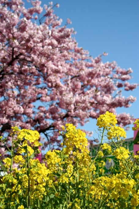 河津桜_c0025895_615415.jpg