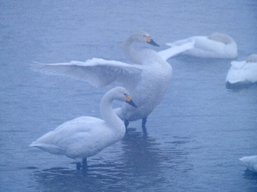 c0008502_18235582.jpg