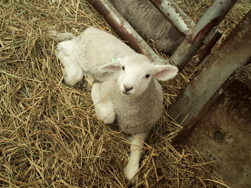 d0015006_10225866.gif