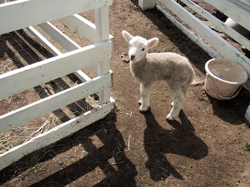 d0015006_8151634.gif