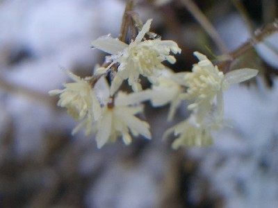 c0042418_9463496.jpg