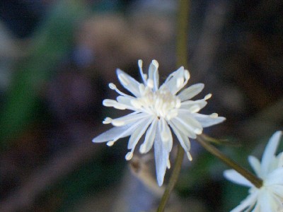 c0042418_9471235.jpg