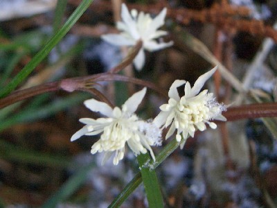 c0042418_9542420.jpg