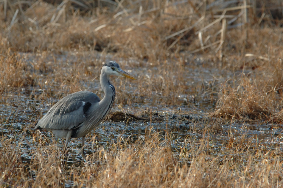 昆陽池・緑ヶ丘公園シリーズ_f0057318_23285126.jpg