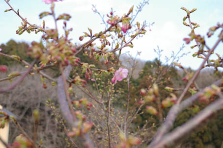 六国見山のカワズザクラ、ようやく開花！（2006・3・7）_c0014967_640610.jpg