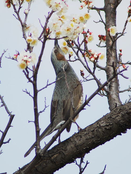 ジョウビタキ(♀)_f0053272_20585621.jpg