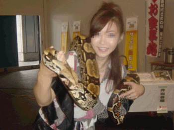 ペット紹介 ボールパイソン 瑠璃色の妖精 ペット紹介 ボールパイソン 瑠璃色の妖精