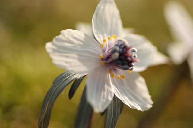 可憐な花を求めて総領町へ_a0058078_22564462.jpg