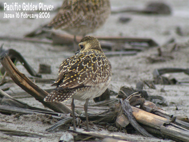 ムナグロ２　　Pcific Golden Plover_c0071489_11504982.jpg