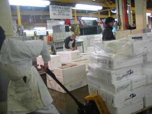 ロンドンの魚市場「BILLINGSGATE MARKET」２月２１日（火）_f0002208_1012340.jpg