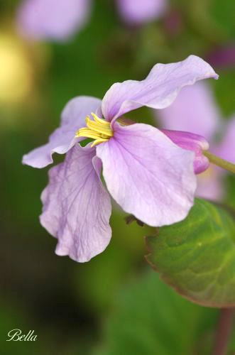 ハナダイコン ダイコンソウ 今日も元気でｃｉａｏ