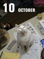 2005年10月のロゴ画像_a0028451_8305971.gif