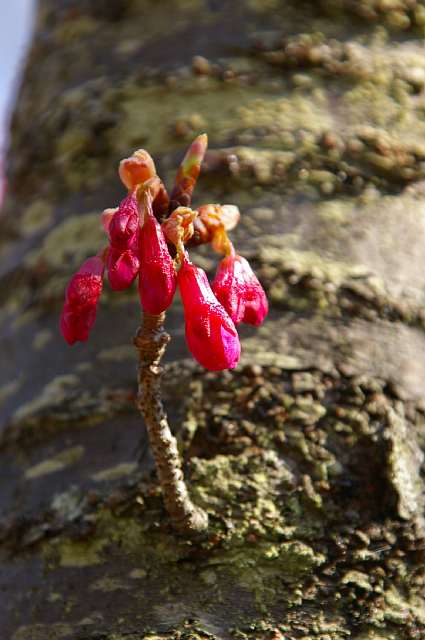 再び　ー緋寒桜ー_a0056769_2401057.jpg