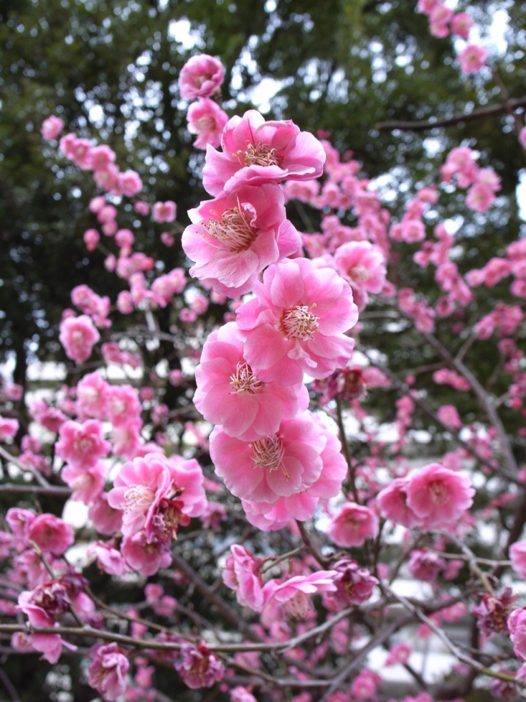 新宿御苑側道　As Of 2006 Mar 9_e0094970_21274828.jpg