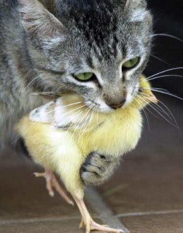 我が身かわいさで愛猫を捨てる奴もいる ココんちの 3 1 1 1 1 猫と一犬のたわごと 6 Pitchouns Et 2 Pitchounettes 我が身かわいさで愛猫を捨てる奴もいる ココんちの 3 1 1 1 1 猫と一犬のたわごと 6 Pitchouns Et 2 Pitchounettes