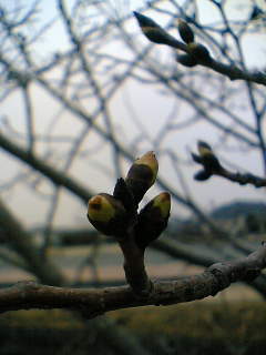 c0026594_2227226.jpg
