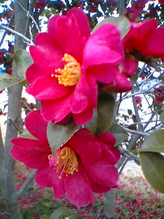 c0026594_22454922.jpg