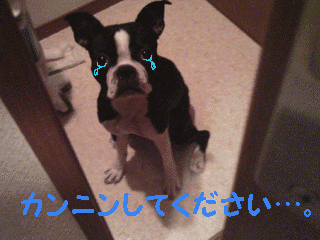e0080117_2322473.gif