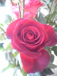 f0063931_2083163.jpg