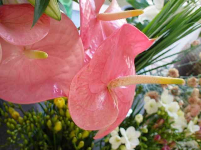南の国の花 杜の都日記