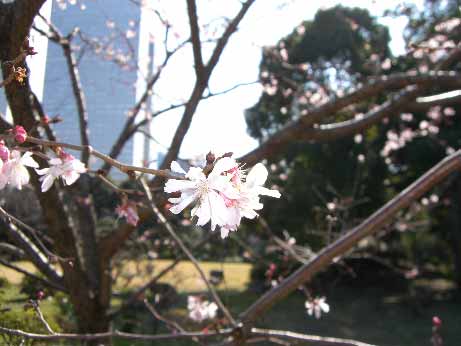 花粉症で、老眼じゃ、本当に爺ぃまっしぐらだ！！_b0019140_1847127.jpg