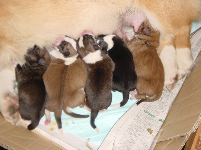 コーギー まろんと子犬 しっぽあり 子育て日記