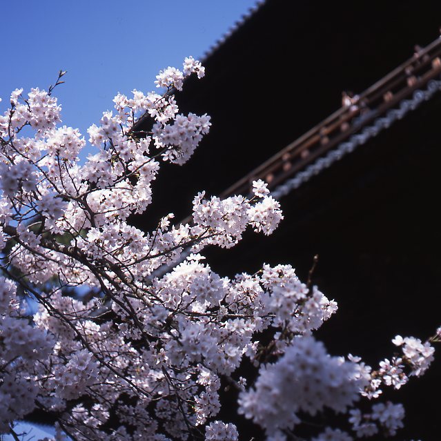 南禅寺の桜_f0053529_2032040.jpg