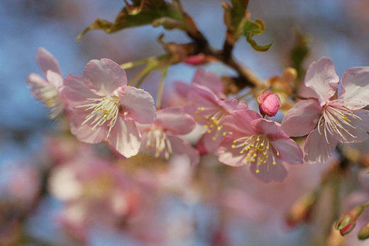 河津桜が咲きました_a0035442_23471032.jpg