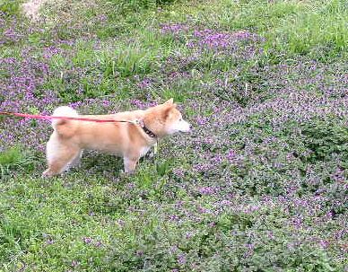 2006,3,11 春うらら・・・_f0060461_217387.jpg