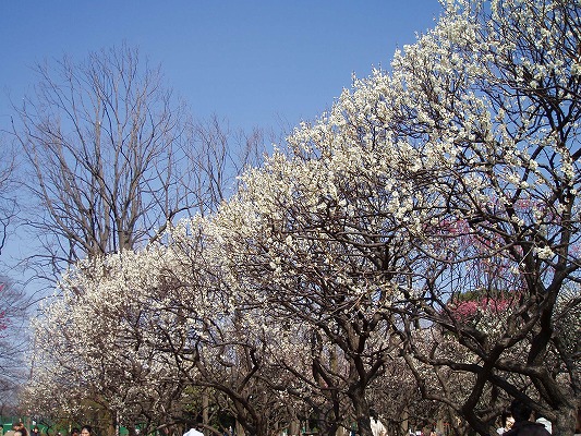 いそいで梅のお花見に・・・・_e0003465_21181152.jpg