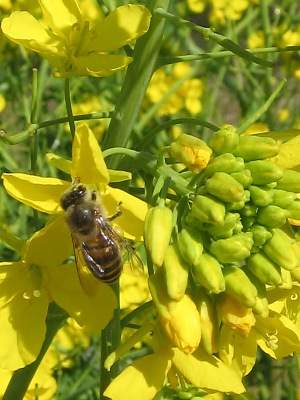 萌えぐように発つ・・・菜の花_c0001578_1692422.jpg