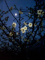 夜桜ならぬ、夜梅・・?!_f0026093_235633100.jpg