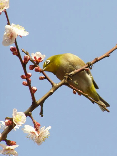 春の夢（１３）　梅に…初撮り成功！　_e0064158_0203955.jpg