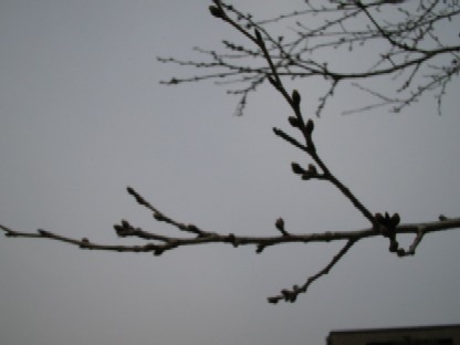 f0085369_12414946.jpg
