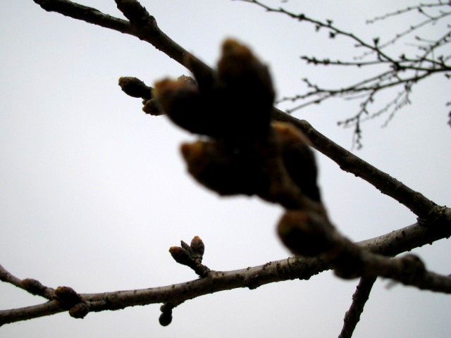 f0085369_148845.jpg