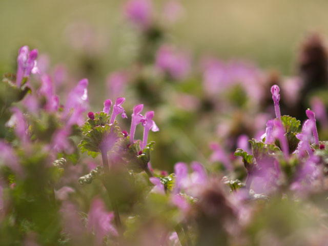 小さな花を望遠レンズで…_b0021375_2142256.jpg