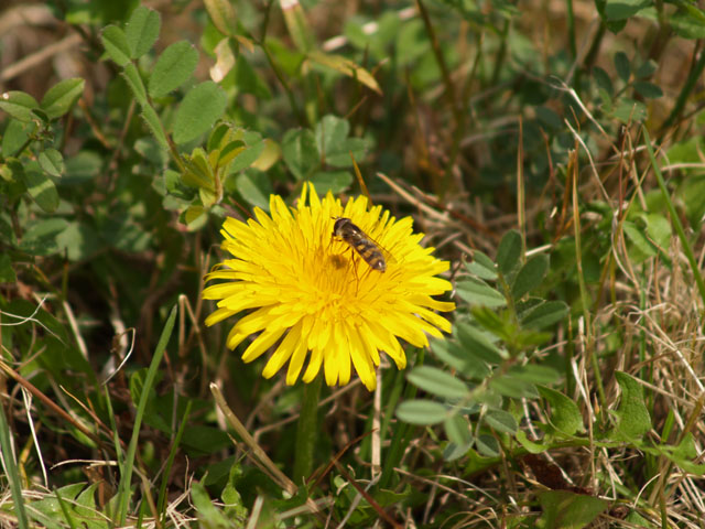 小さな花を望遠レンズで…_b0021375_218114.jpg