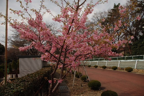 河津桜＠馬事公苑２＜非染井吉野＞_d0056382_2249694.jpg