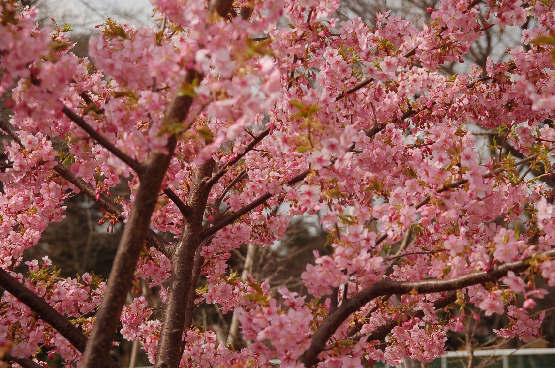 河津桜＠馬事公苑２＜非染井吉野＞_d0056382_22535153.jpg