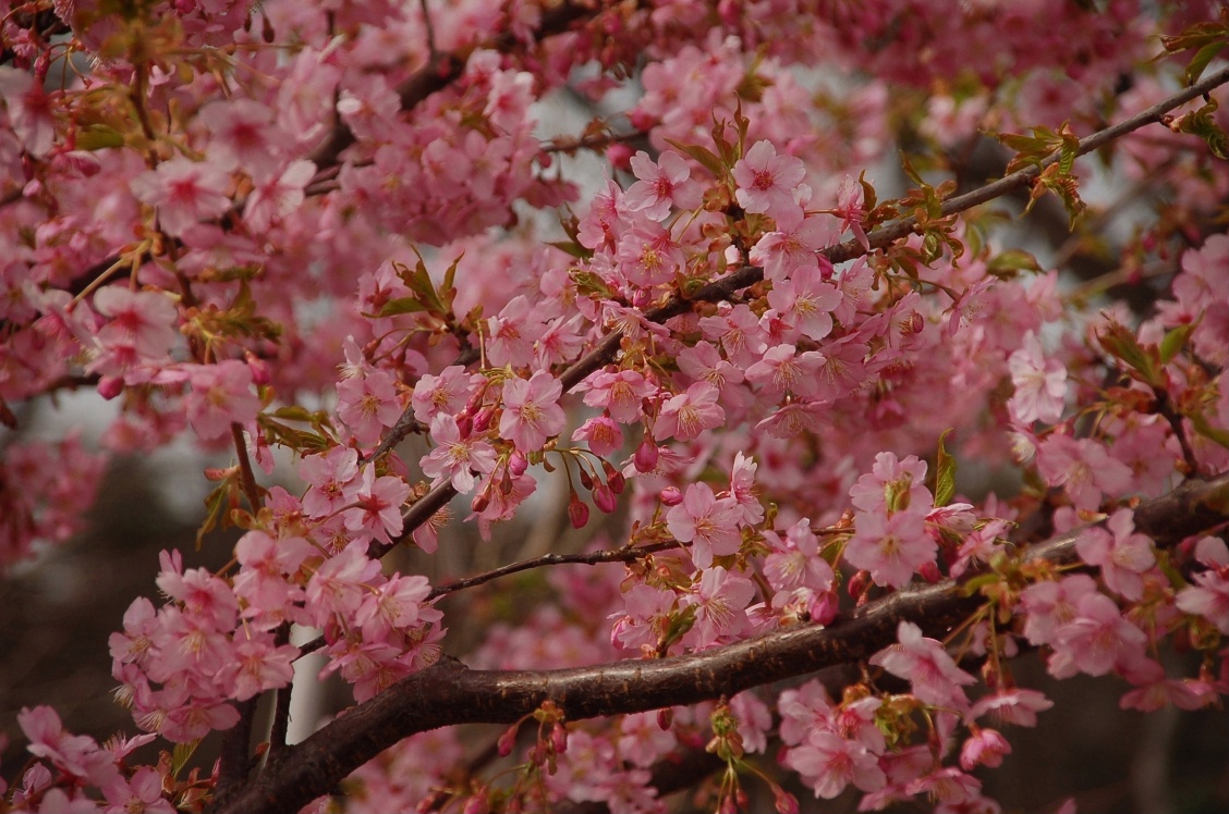 河津桜＠馬事公苑２＜非染井吉野＞_d0056382_2255178.jpg