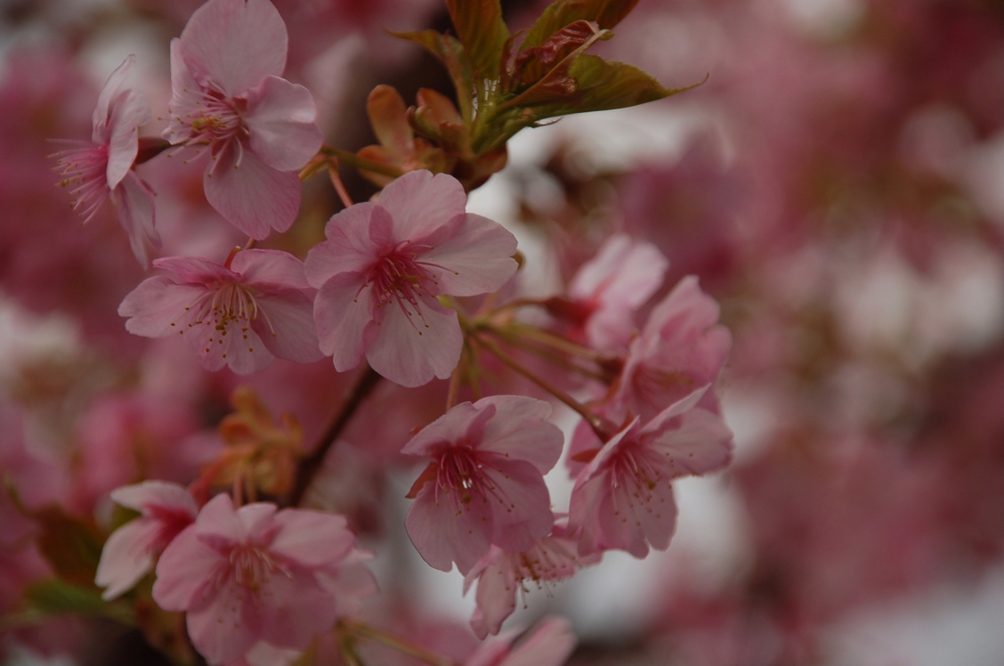 河津桜＠馬事公苑２＜非染井吉野＞_d0056382_2315842.jpg