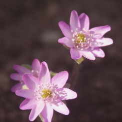 d0004393_1916197.jpg