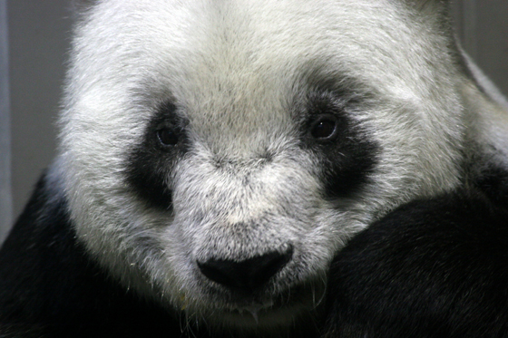 リンリン三態_b0016600_94504.jpg